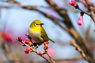 鳥のさえずり